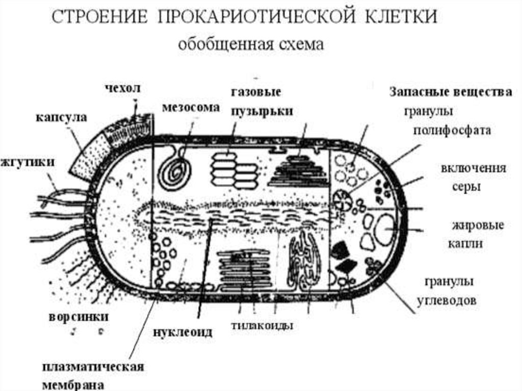 Схема строения бактериальной клетки рисунок