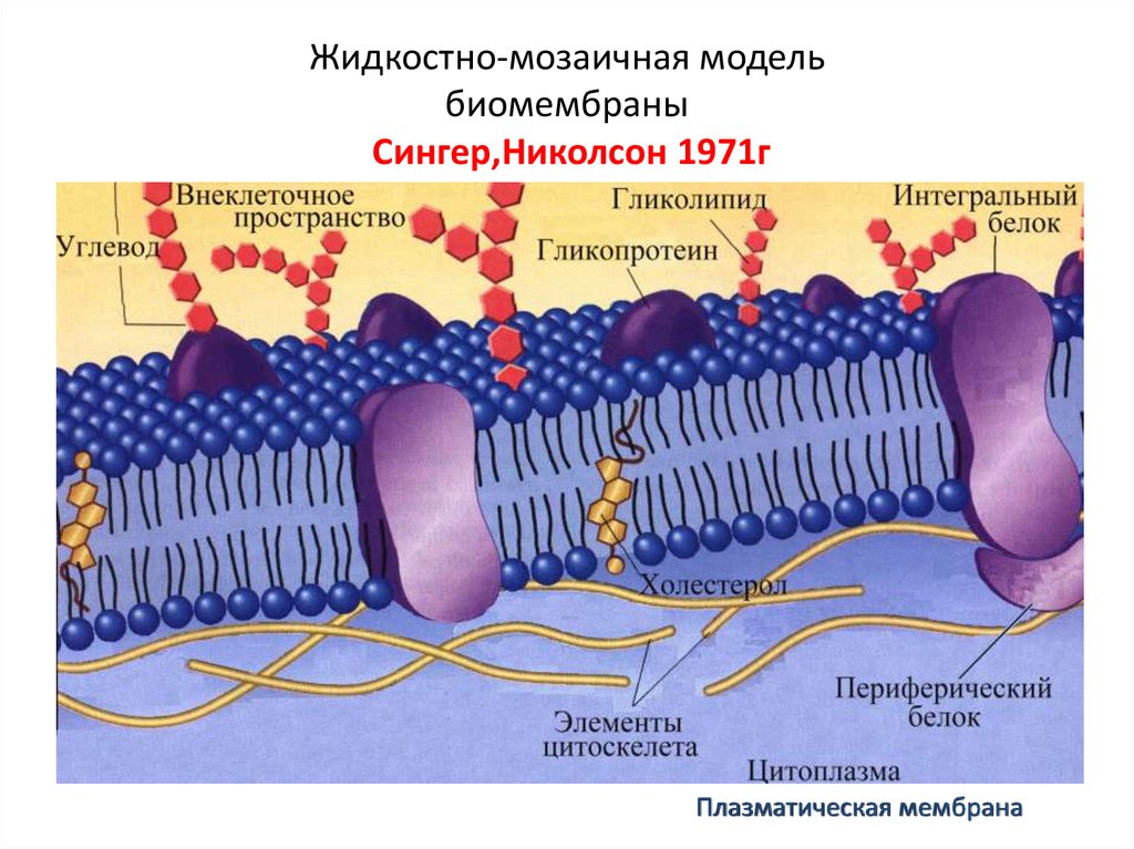 Модель мембраны клетки. Жидкостно-мозаичная модель мембраны Сингера-Николсона. Модель мембраны Сингера Николсона. Жидкостно мозаичная модель клеточной мембраны схема. Жидкостно-мозаичная модель плазматической мембраны.