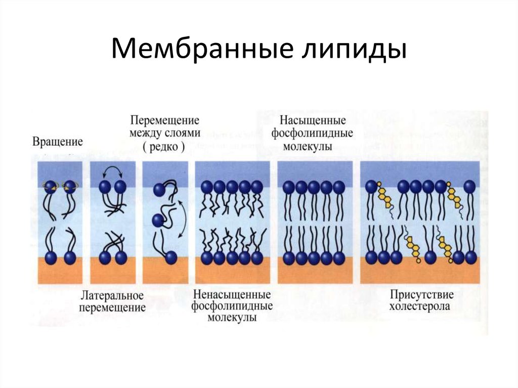 Липиды которые образуют клеточные мембраны