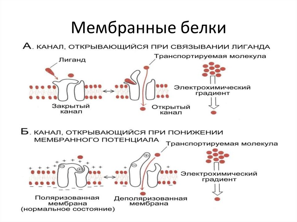 Биохимия мембран. Функция периферических мембранных белков. Белки мембран биохимия функции. Первичная структура мембранных белков. Типы белков в мембране клетки.