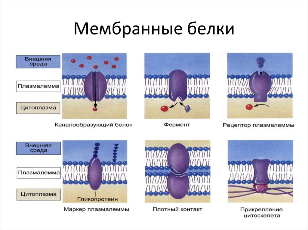 Белки в составе мембраны. Мембранные белки сферины. Мембранные белки функции классификация. Ферментативная функция белков мембраны. Структурный белок мембраны.