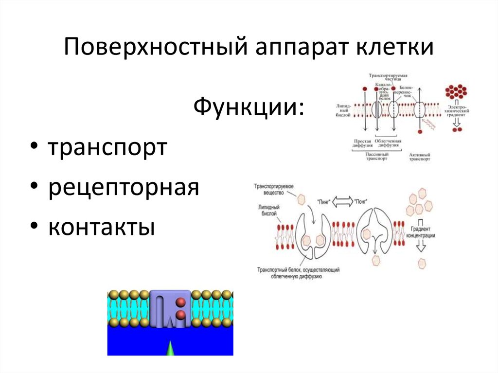 Поверхностный комплекс. Поверхностный аппарат клетки биологическая мембрана. 9. Строение и функции поверхностного аппарата клетки.. Строение поверхностного аппарата растительной клетки. Поверхностные структуры клетки строение и функции.