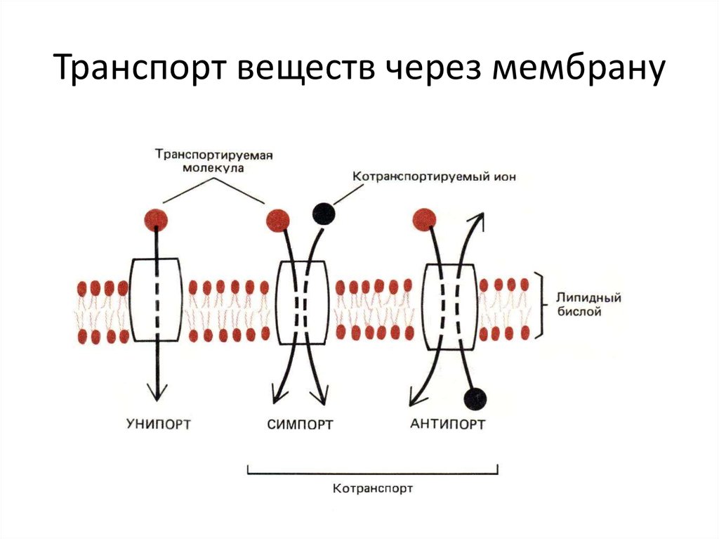 Транспорт веществ. Проникновение лекарственных веществ через биологические мембраны. Механизмы транспорта лекарственных веществ через мембрану клетки. Транспорт через мембрану малых молекул. Транспорт жирорастворимых веществ через мембрану.