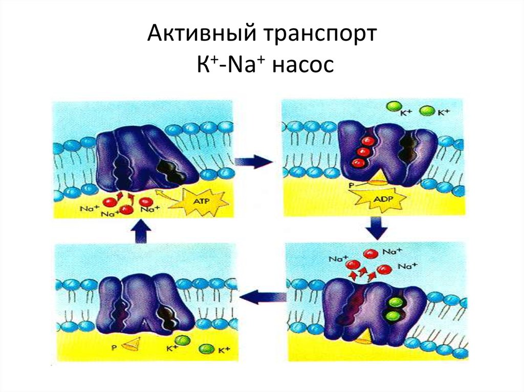 Активный транспорт насосы. Насосы активного транспорта. Активный транспорт это в биологии. Активный насос.