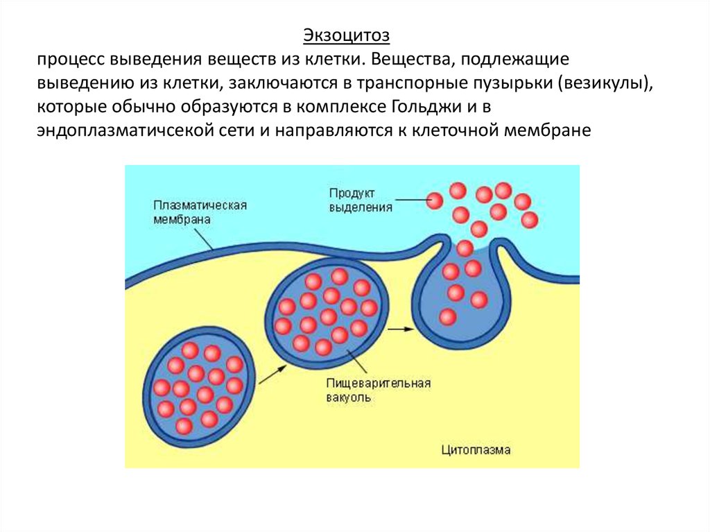 Вещества поступающие. Процесс выведения веществ из клетки. Атипичный экзоцитоз. Способы выведения веществ из клетки. Какие структуры обеспечивают выведение веществ из клетки.