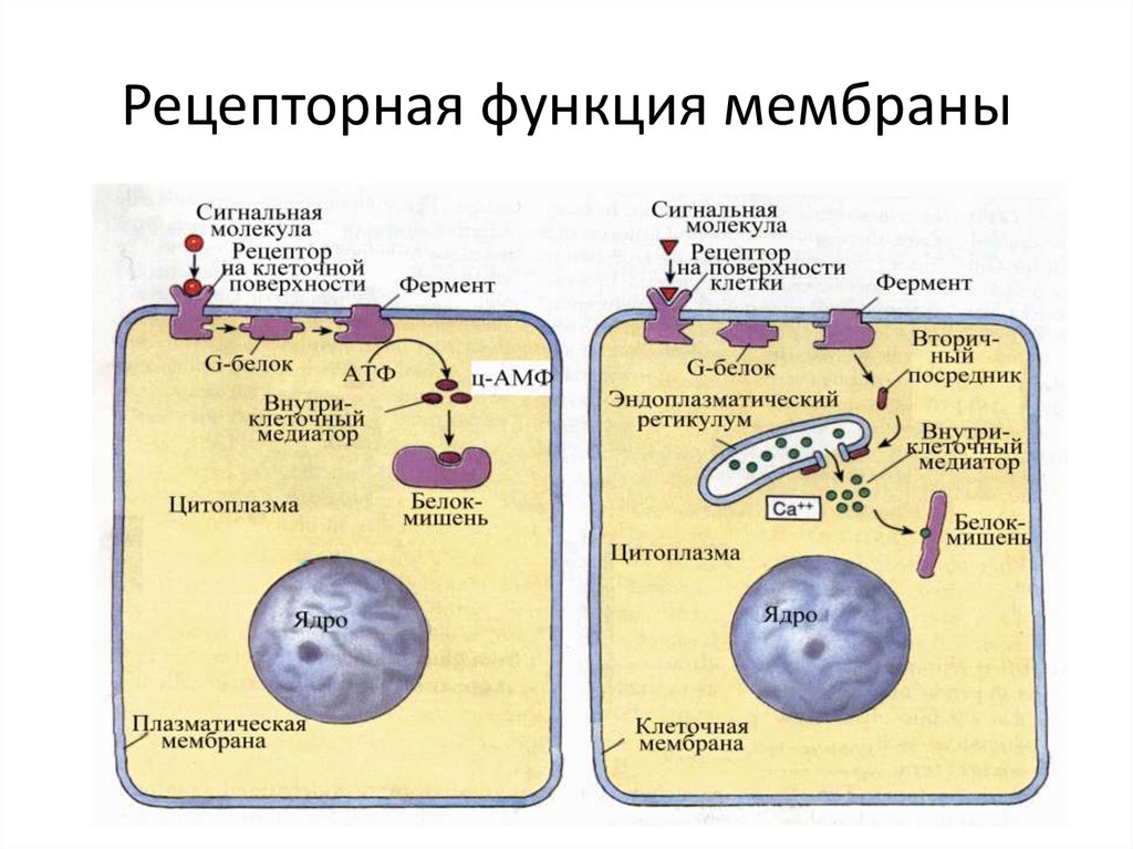 Основные функции клеточных мембран обеспечивают. Рецепторно сигнальная функция мембран. Рецепторная функция плазматической мембраны. Рецепторная функция клеточной мембраны. Рецепторная функция мембраны клетки.