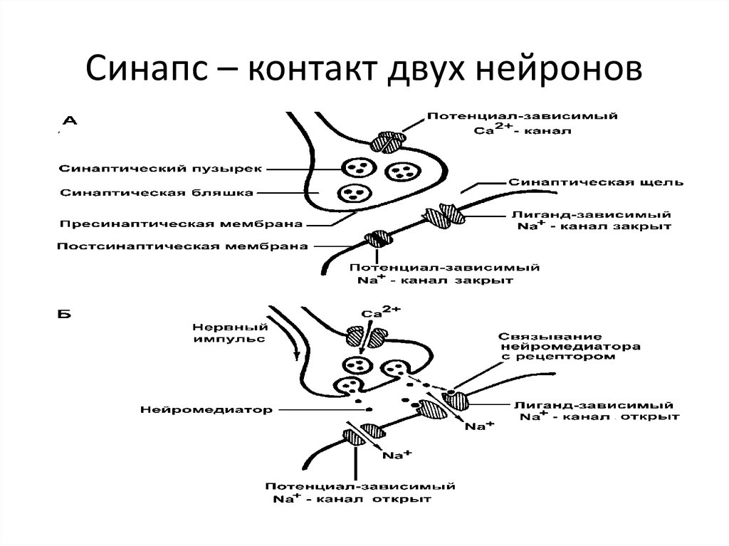 Синапс биология. Синапс. Синапс контакт. Контакт двух нейронов. Место контакта двух нервных клеток.