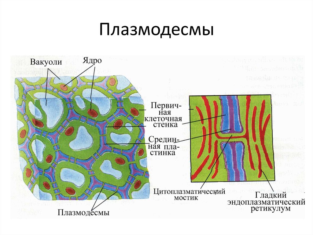 Стенки образованы 1 слоем клеток. Плазмодесмы растительной клетки схема. Строение плазмодесмы растительной клетки. Плазмодесмы строение и функции. Плазмодесмы у растений строение.