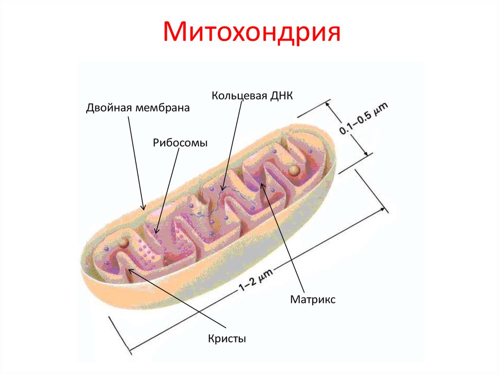 Кольцевая хромосома в митохондриях. Кристы и Матрикс митохондрий. Схема строения митохондрии. Строение митохондрии клетки.