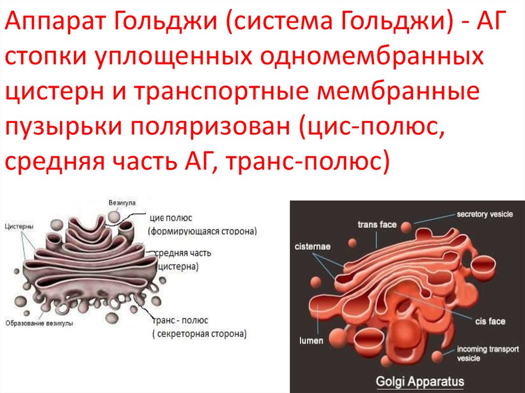 Какие формы мембранных структур образуют аппарат гольджи. Транс часть аппарата Гольджи. Комплекс (аппарат) Гольджи (одномембранный органоид). Аппарат Гольджи пузырьки и цистерны.
