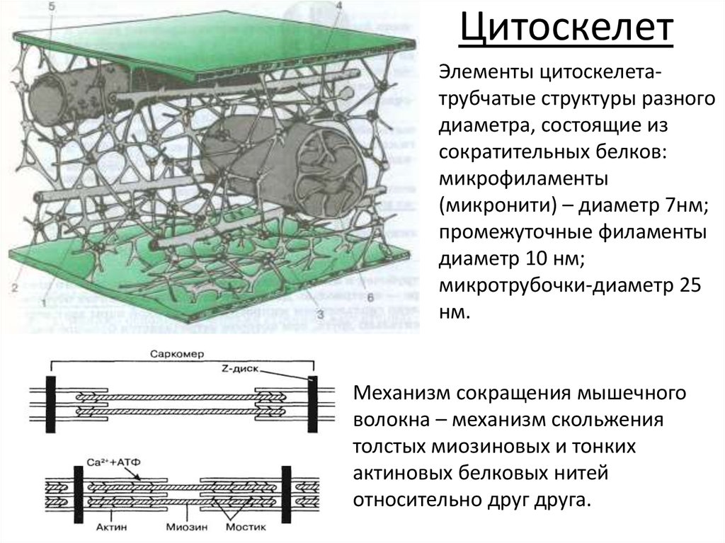 Цитоскелет строение. Схематическое строение цитоскелета. Строение цитоскелета клетки схема. Компоненты цитоскелета клетки. Структурные элементы цитоскелета..