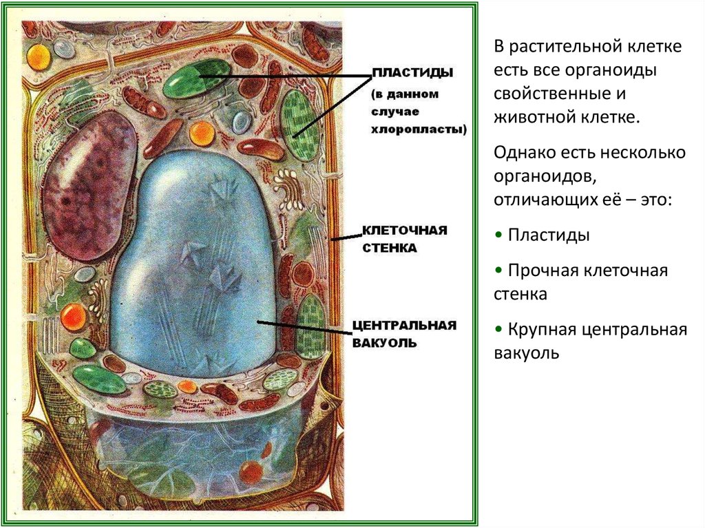 Растительная клетка это. Органоиды растительной клетки биология. Составляющие растительной клетки. Что такое пластиды и вакуоли в растительной клетке. Клетка растения 7 класс биология.