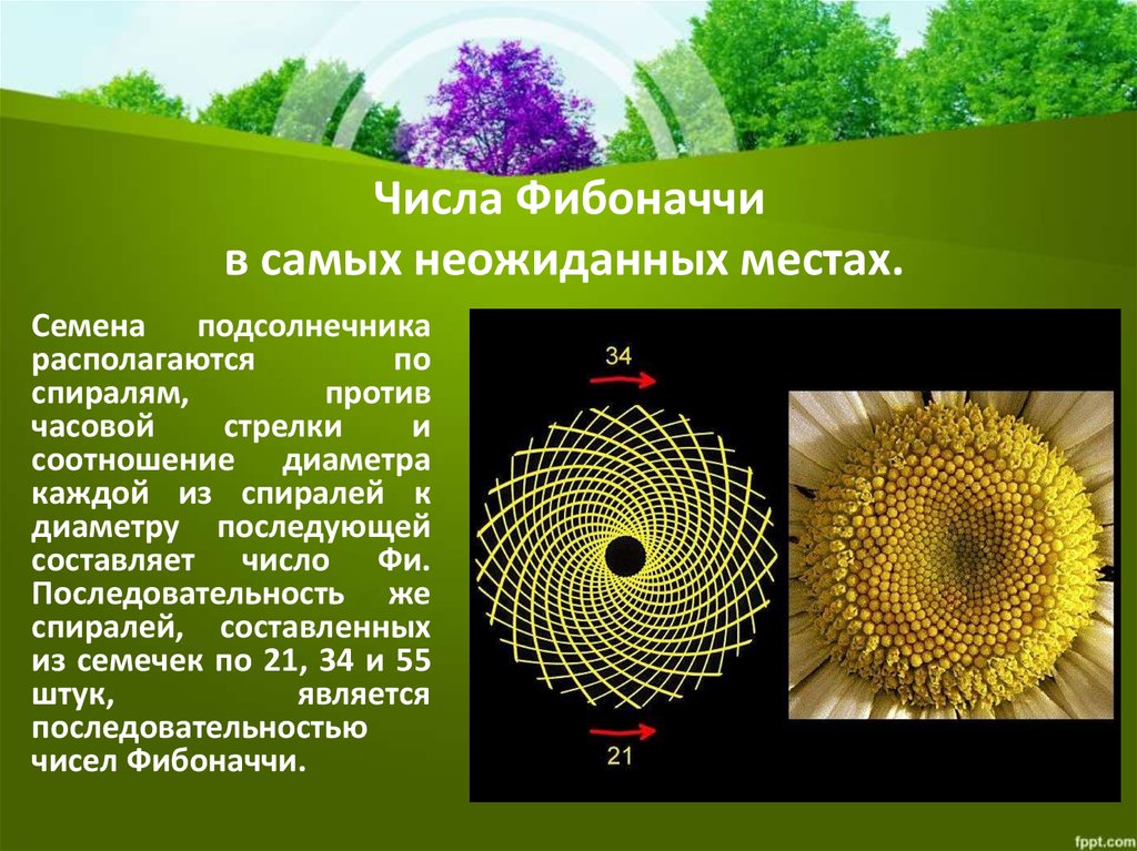 Презентация на тему числа фибоначчи