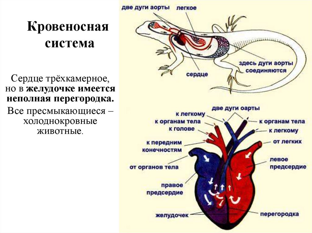 Животное имеет один круг кровообращения. Кровеносная система рептилий сердце. Кровеносная система пресмыкающихся 7 класс биология. Строение серцпрыткой ящерицы. Строение кровеносной системы и сердца рептилии.