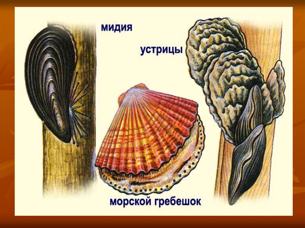 Двустворчатые моллюски имеют