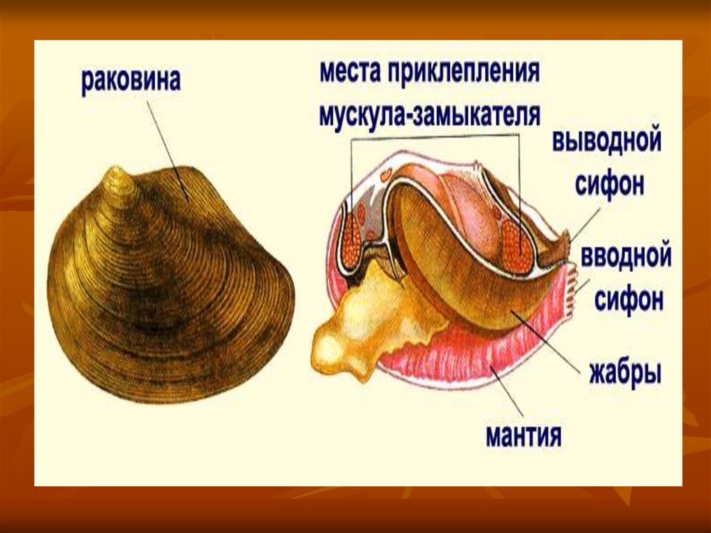 Двустворчатый моллюск рисунок