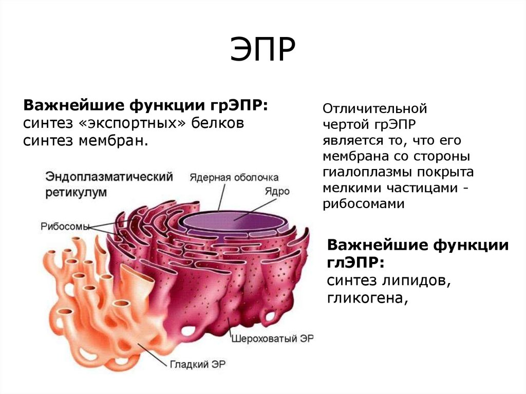 Шероховатая эпс синтез белков. Строение ЭПР. ЭПР строение и функции. Структура ЭПР. ЭПР биология функции.