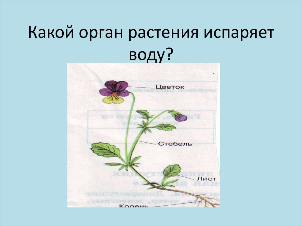 Органы растения 3 класс. Органы растений. Органы растения испаряют воду. Лист орган растения. Испарение воды в каких органах растения.