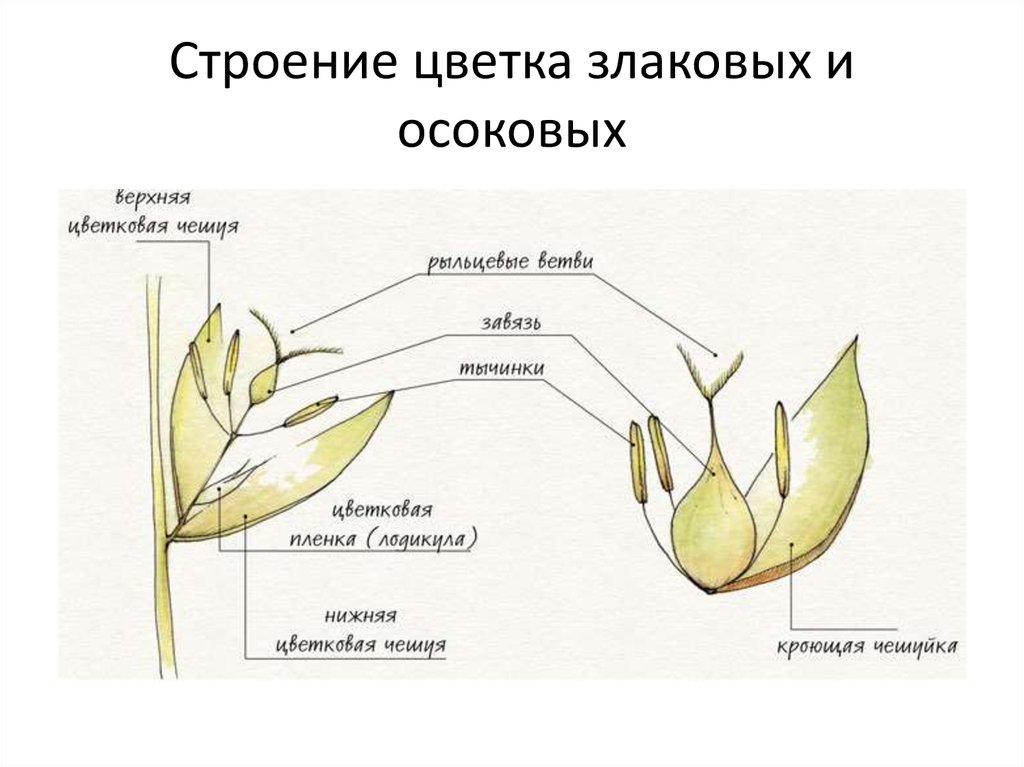 Осоковые диаграмма цветка