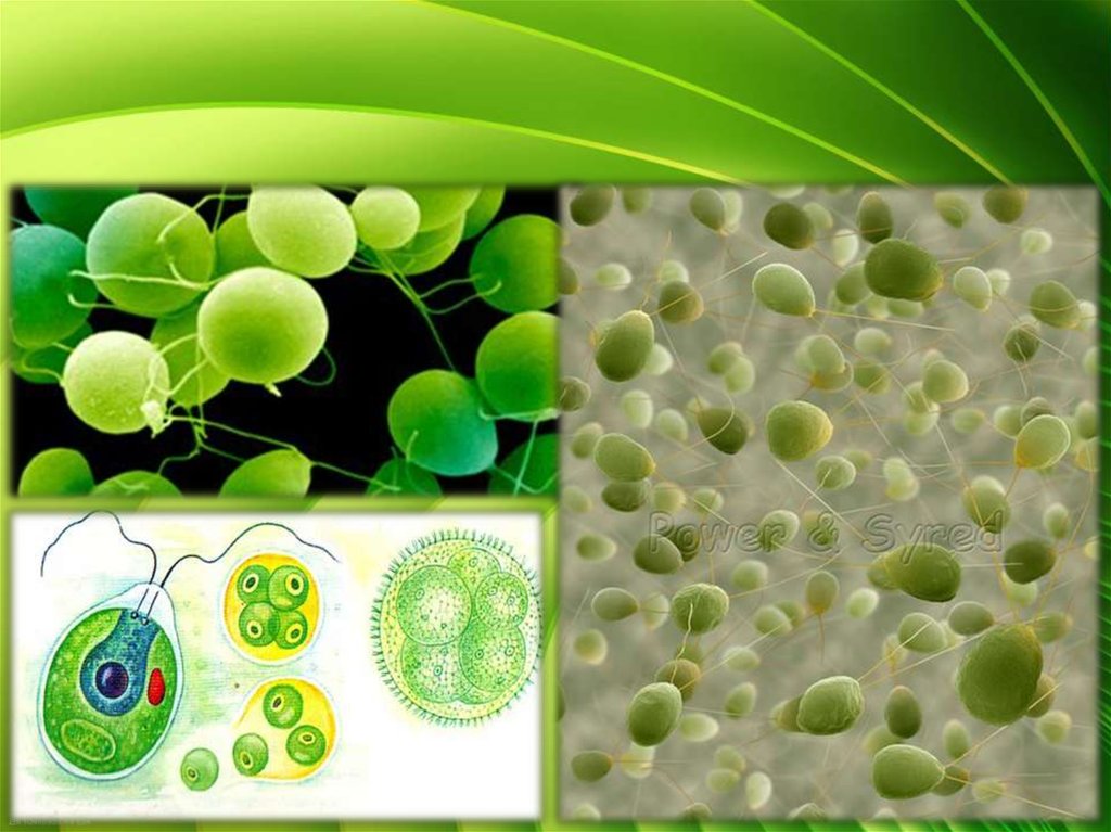 Известно что хламидомонада одноклеточная фотосинтезирующая зеленая водоросль. Одноклеточная водоросль хламидомонада. Зелёные водоросли хламидомонада. Хламидомонада и хлорелла. Одноклеточные растения хламидомонада.