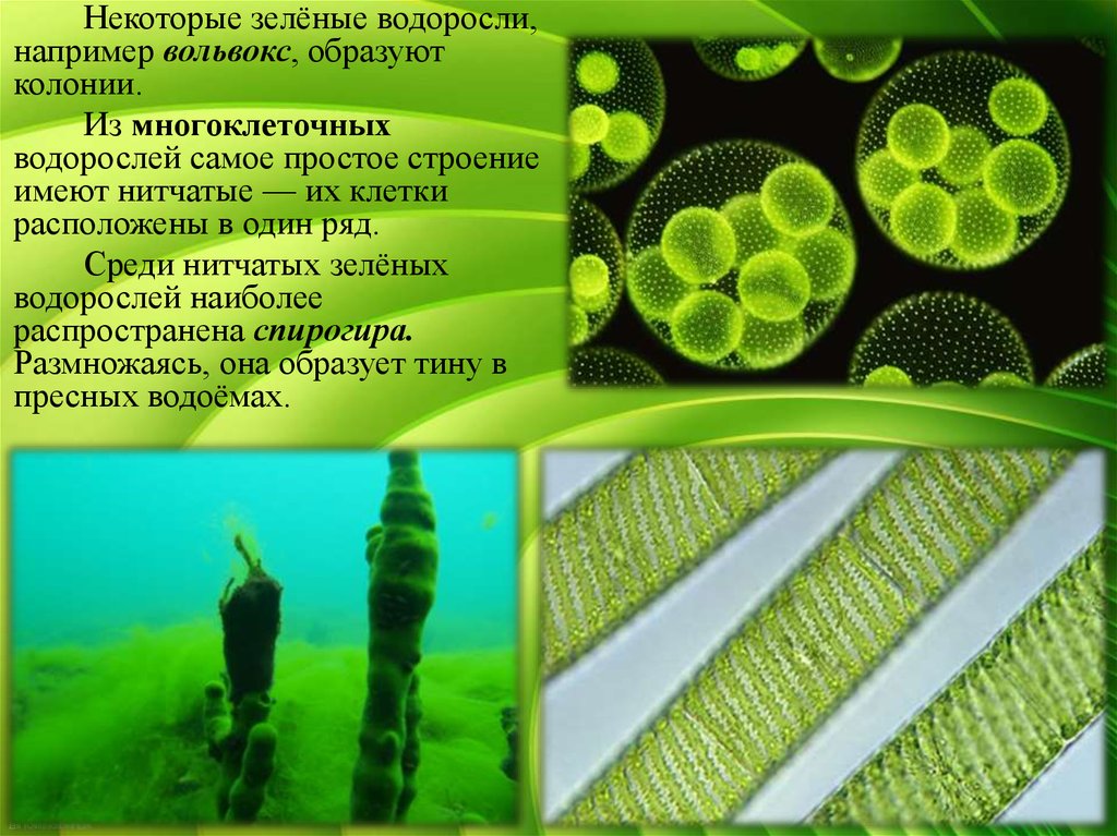 Клетки водорослей образованы. Зеленые водоросли вольвокс. Спирогира это колониальная водоросль. Многоклеточная нитчатая зелёная водоросль спирогира. Цианобактерии одноклеточные водоросли.
