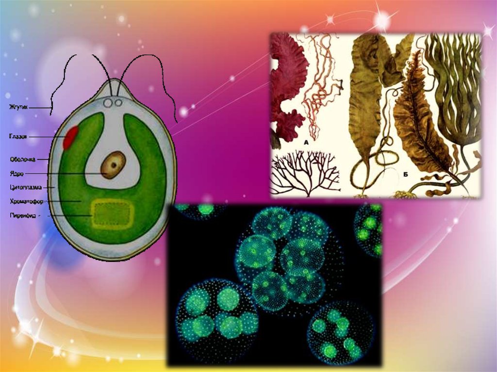Форма одноклеточных водорослей. Одноклеточные колониальные и многоклеточные водоросли. Водоросли одноклеточные колониальные. Одноклеточные и многоклеточные организмы водоросли. Зеленые водоросли одноклеточные колониальные многоклеточные.