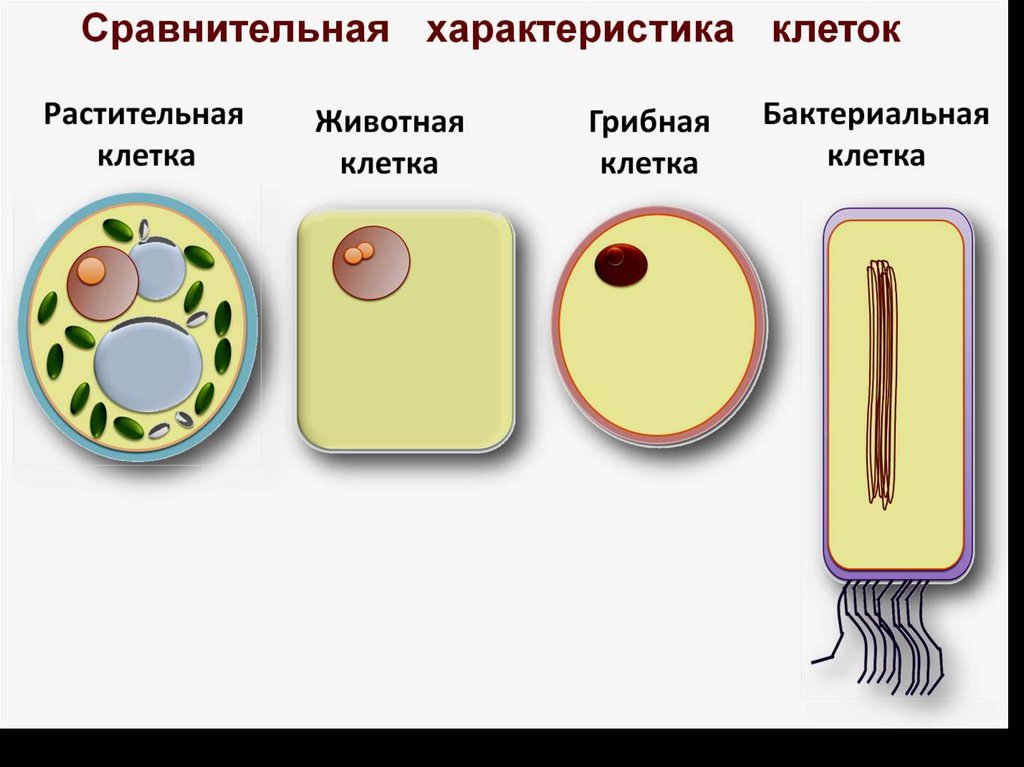 Клетка гриба растения и животного сравнение