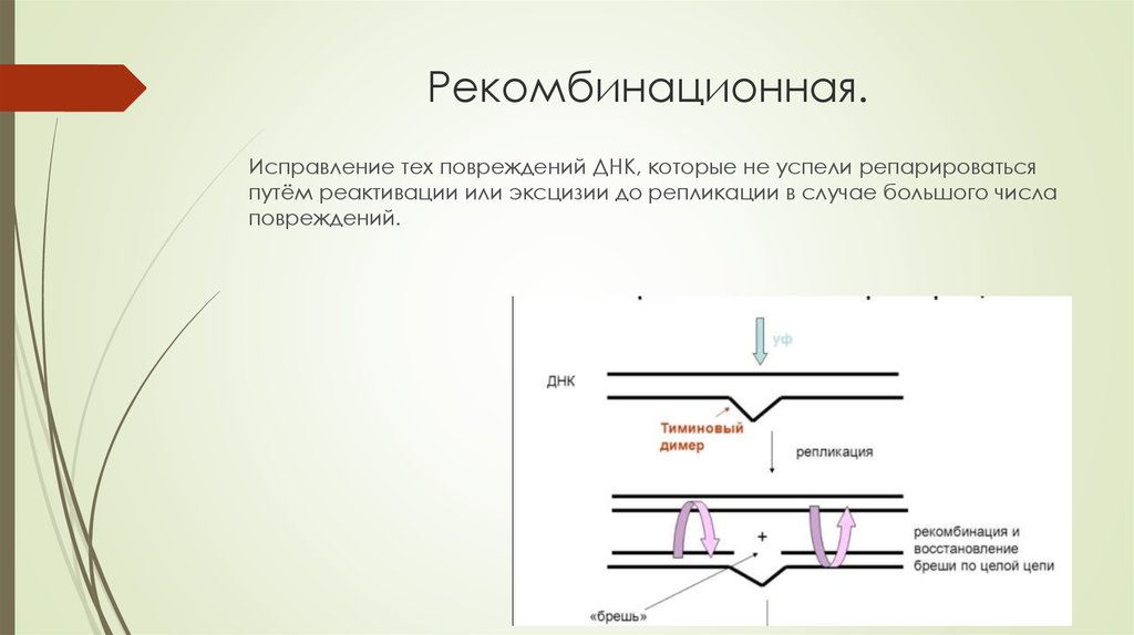 Рекомбинационная репарация