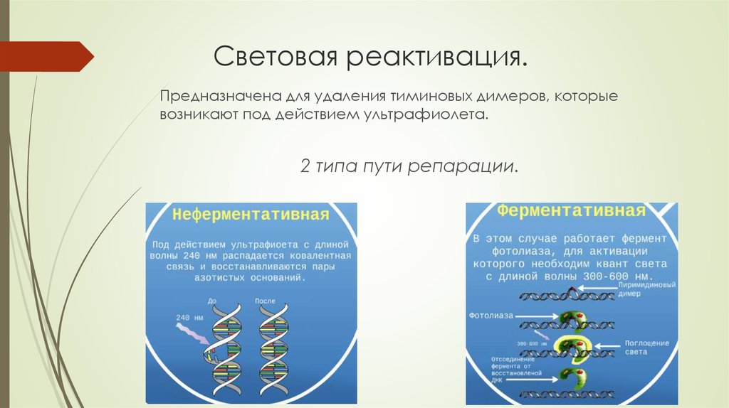 Пример ребрендинга компании. Ребрендинг и реактивация проходят параллельно. Конститутивная репарация. Вид ребрендинг. Ребрендинг процесс.