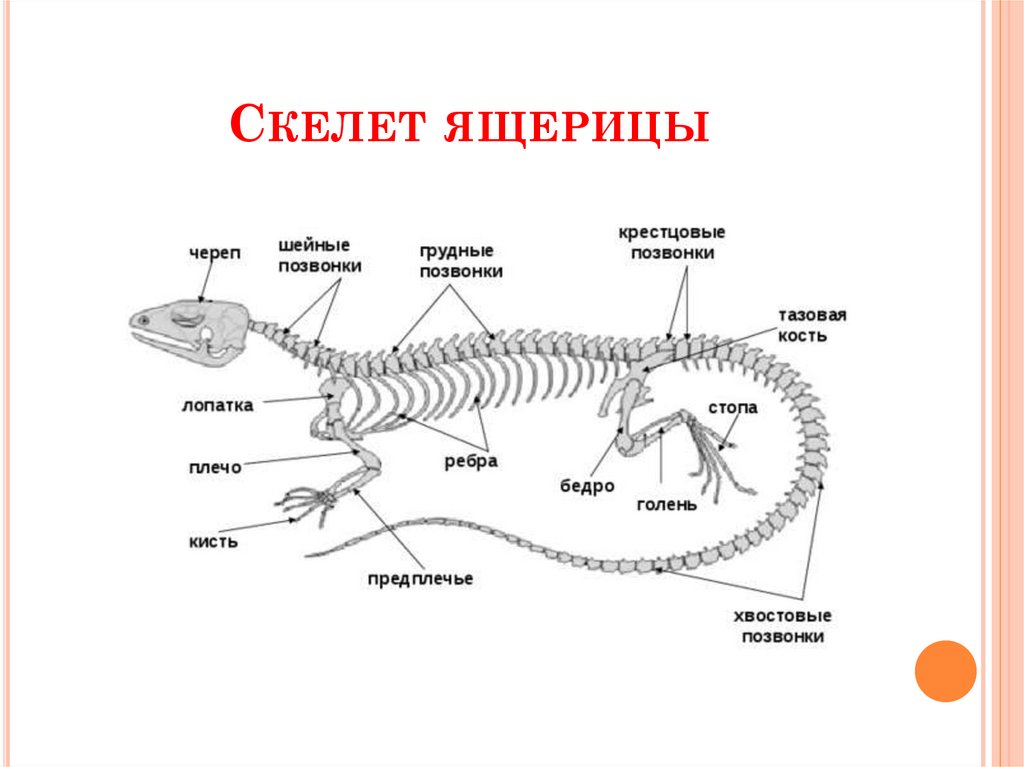 Класс рептилии скелет. Особенности строения скелета ящерицы. Особенности строения скелета черепахи. Скелетное строение змеи. Особенности строения скелета пресмыкающихся.
