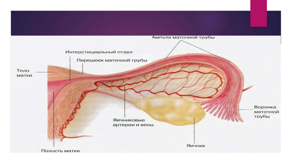 Женская половая система матка. Перешеек маточной трубы анатомия. Часть маточной трубы ампула. Строение маточной трубы анатомия. Воронка маточной трубы анатомия.