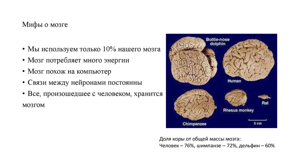 Какой процент от человеческого тела занимает мозг