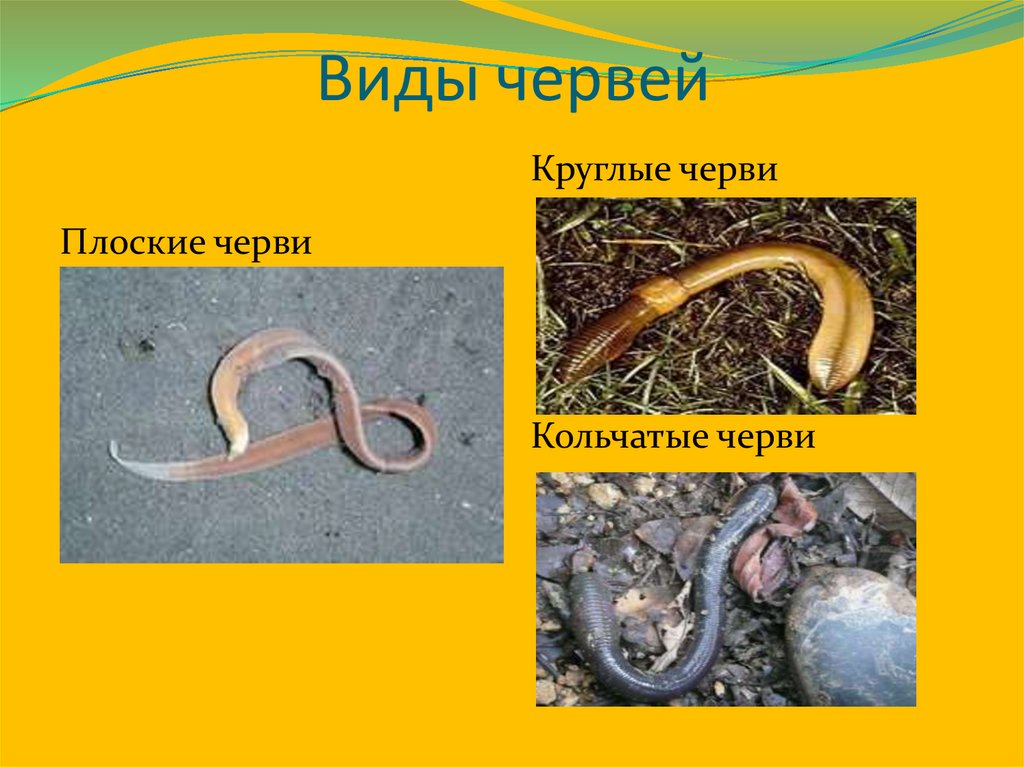 Польза червей. Разновидности червяков. Тип черви.