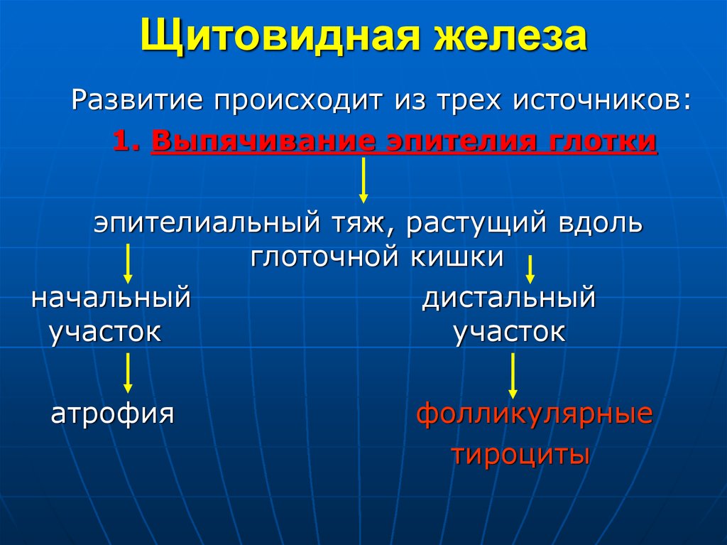 В каких областях происходит развитие. Источники развития желез. Источник развития щитовидной железы. Источники развития желез гистология. Эндокринные железы источники развития.