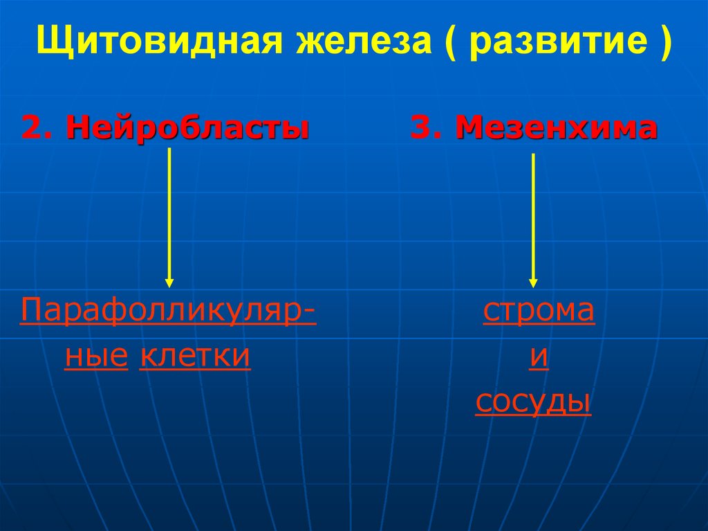 Развитие железа. Развитие желез. Развитие щитовидной железы. Развитие щитовидной железы мезенхима. Развить железа.