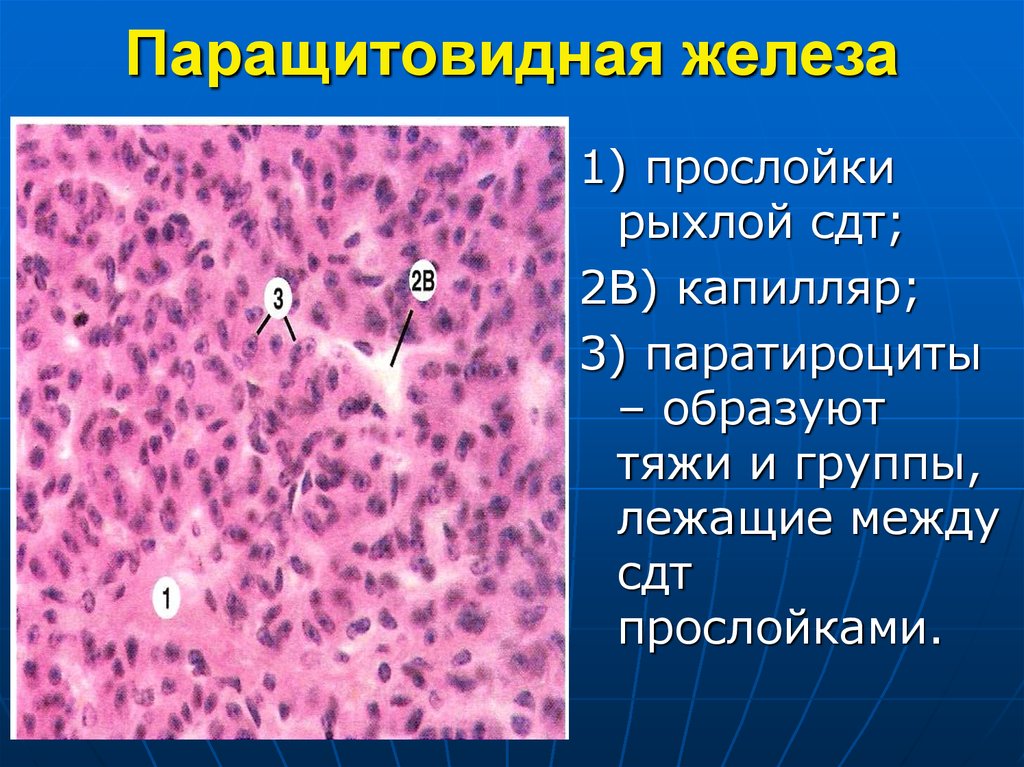 Желез 1. Околощитовидная железа гистология. Паращитовидная железа гистология. Строма паращитовидной железы гистология. Строение паращитовидной железы гистология.