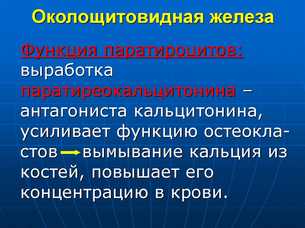 Гиперфункция паращитовидной железы. Околощитовидная железа функции. Функция около щитовидной жеоезы. Паращитовидная железа функции. Функции околощитовид Ой железы.