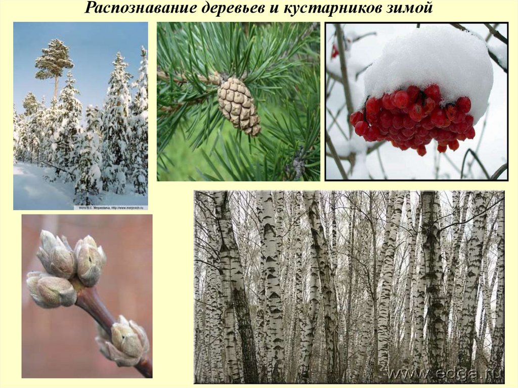 Приложение по определению растений по фото на русском