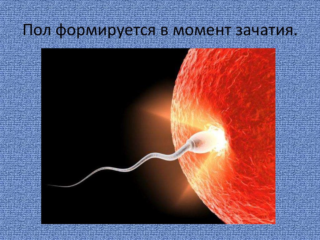 Как происходит оплодотворение ребенка. Процесс зачатия. Оплодотворение у человека. Как происходит оплодотворение.