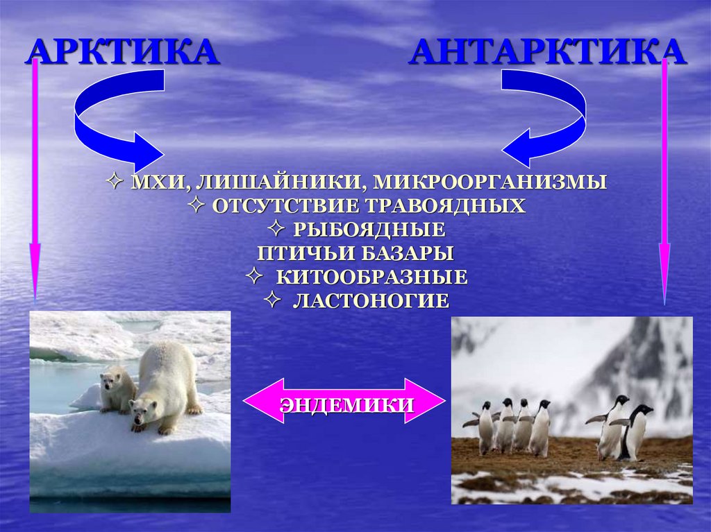 20140108_polyarnye_oblasti - презентация онлайн