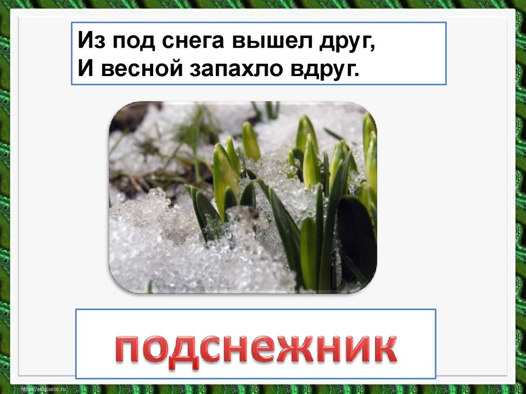 Т белозеров подснежник с маршак апрель 1 класс школа россии презентация