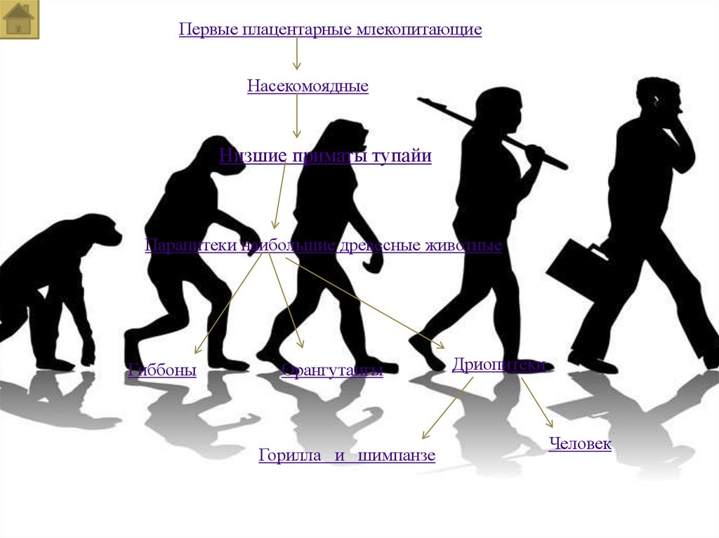 Эволюция человека презентация