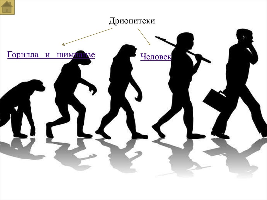 Направления эволюции человека. Эволюция человека. Вся Эволюция человека. Эволюция человека картинки. Эволюция человека картинки с подписями.