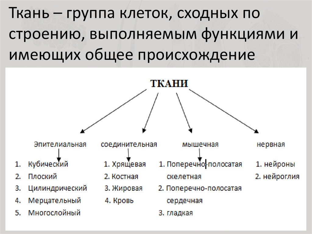 Органы имеющие общее происхождение единый план строения выполняющие общую функцию