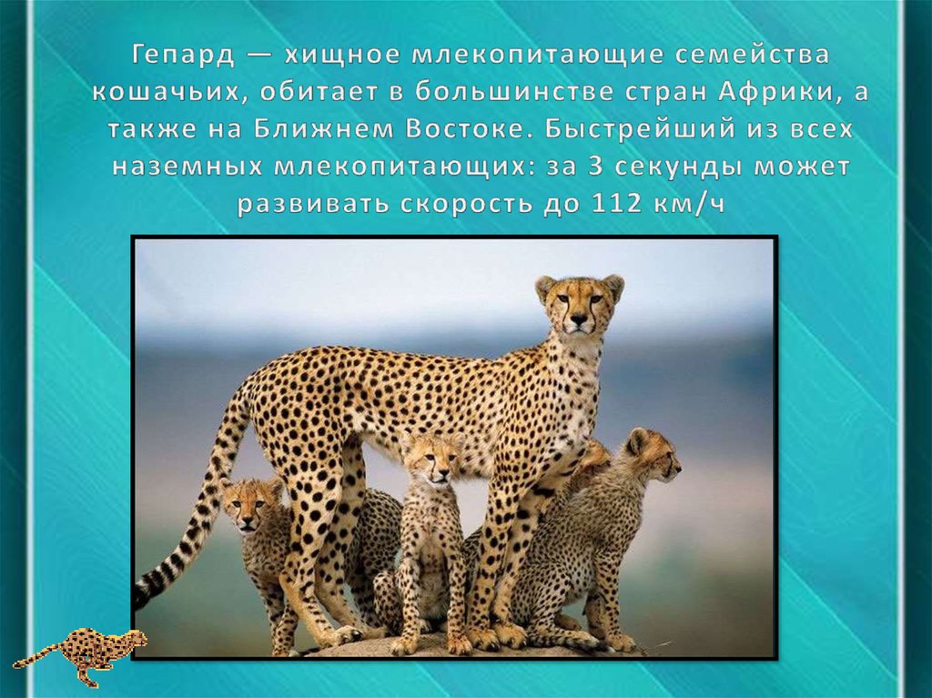 Гепард — хищное млекопитающие семейства кошачьих, обитает в большинстве стран Африки, а также на Ближнем Востоке. Быстрейший из