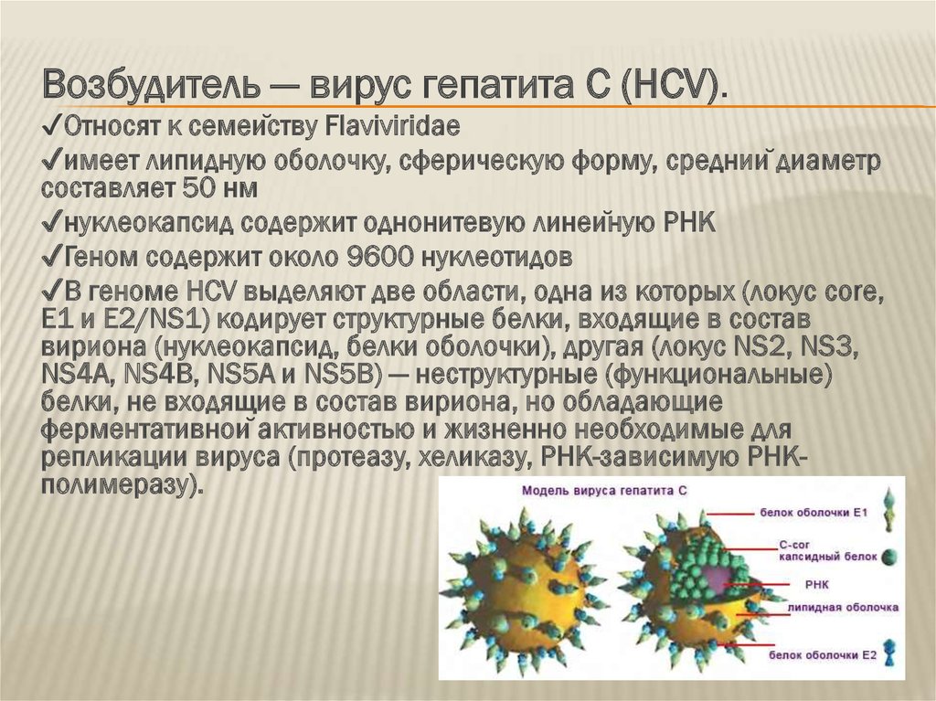 Формы острого вирусного гепатита