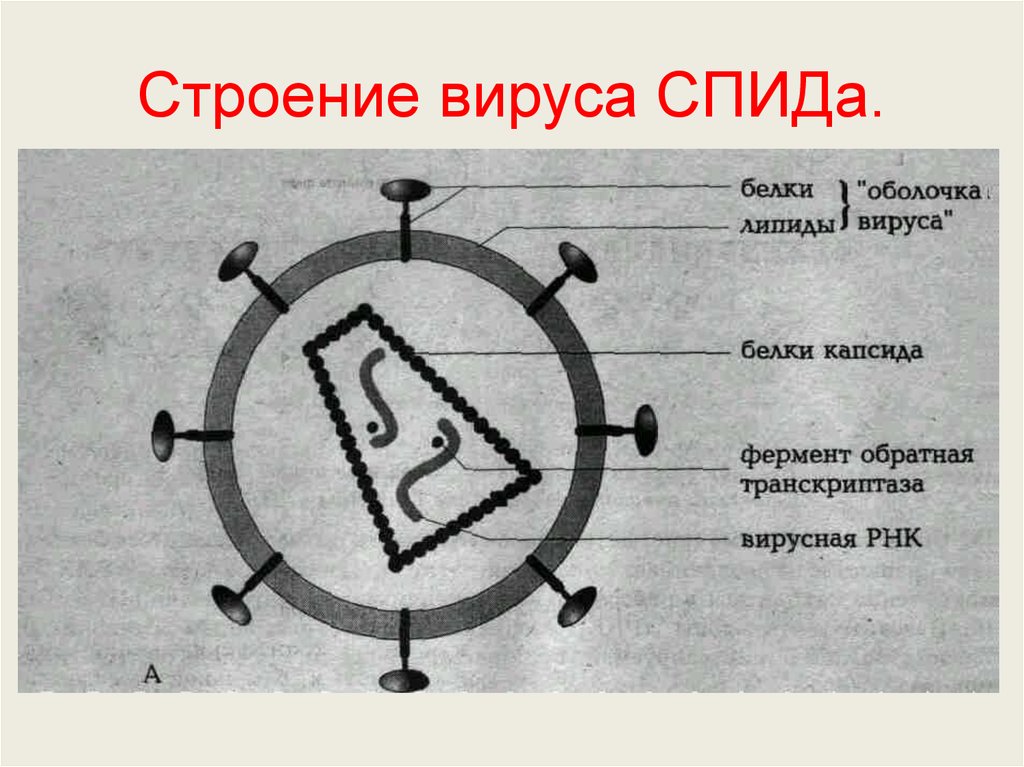 Вич рисунок вируса строение