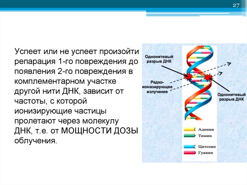 Сколько нитей в днк