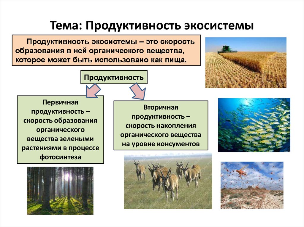 Основным источником энергии для агроэкосистем являются. Продуктивность экосистем и ее типы.. Продуктивность экосисте ы. Продуктивность агроэкосистемы. Продуктивность экосистемы это в экологии.