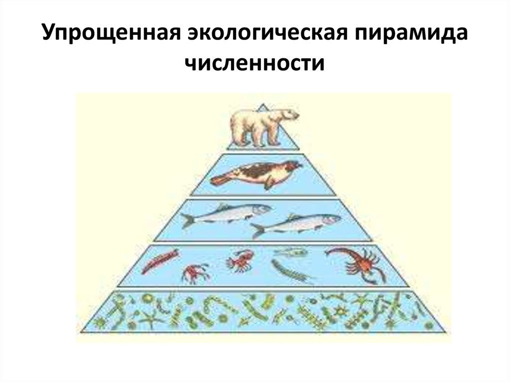 Пирамиды биология 11 класс. Экологическая пирамида биомассы Перевернутая. Упрощенная экологическая пирамида чисел. Экологические пирамиды численности и биомассы. Экологические пирамиды пирамида биомасс.